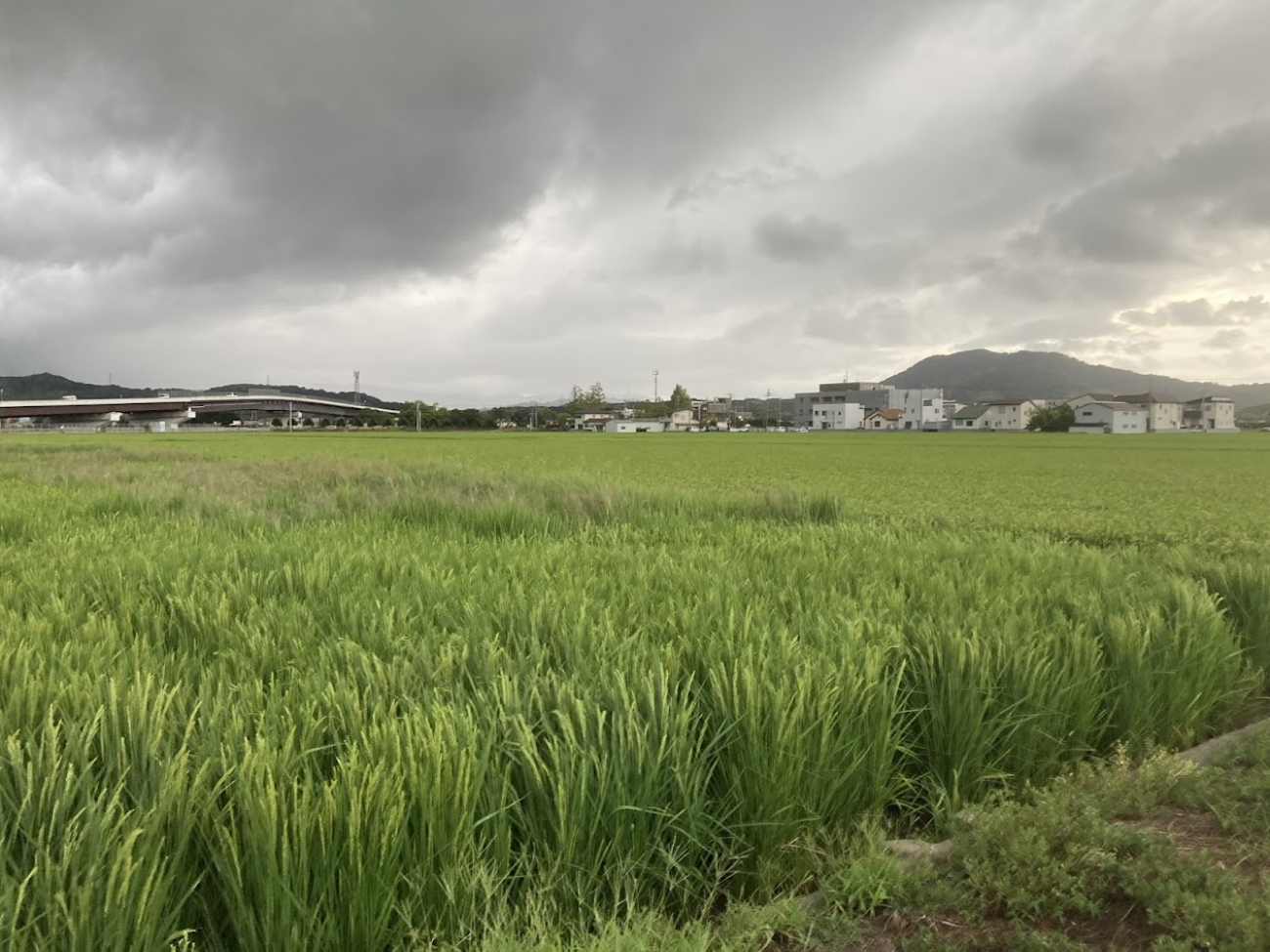 田園地帯
